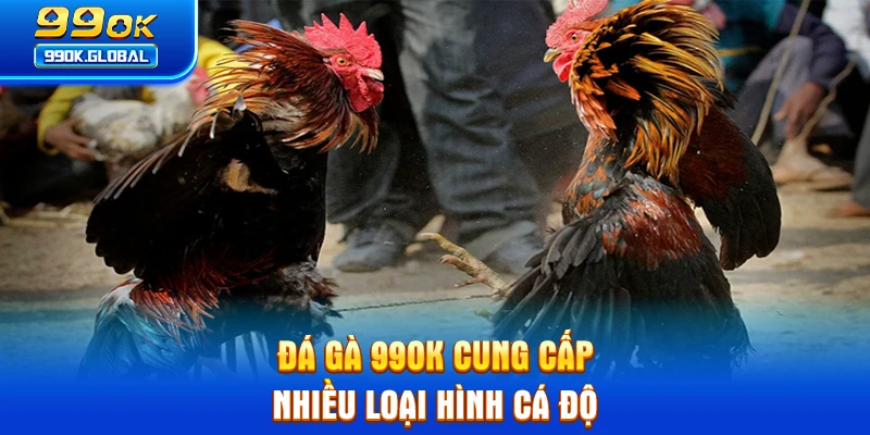Đá gà 99OK cung cấp nhiều loại hình cá độ